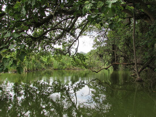 Wir paddeln dicht am Ufer entlang, unter herabhängenden Ästen hindurch und lauschen den Geräuschen der Natur.