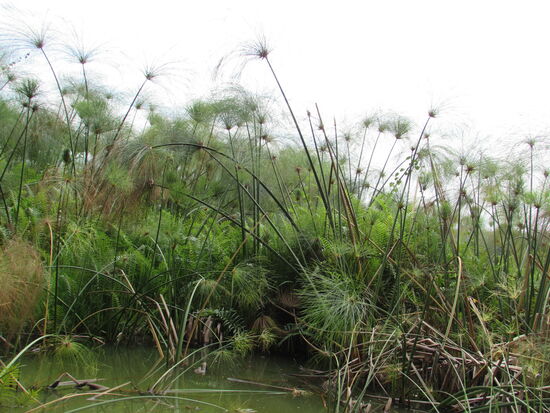 Dann streifen wir eine Schilfinsel, die auch klein Sansibar genannt wird. Sie bietet den Vögeln Raum für die Brut.