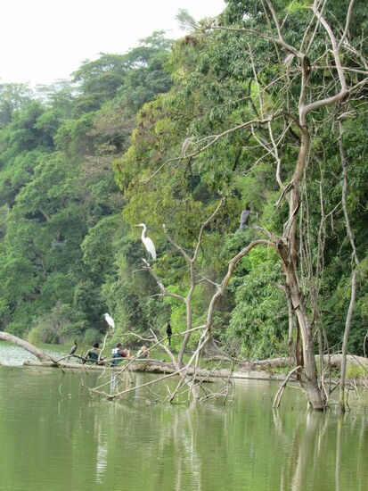 Der Wald entlang des Ufers gleicht einem Dschungel.