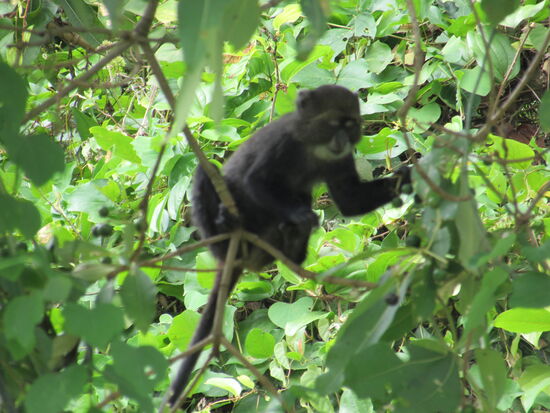 Dann beobachten wir ein ungewöhnliches schwingen der Äste und schon entdecken wir diese munteren Gesellen.