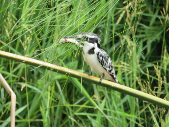 Ich habe keine Ahnung wie dieser Vogel wohl heißt, aber auf jeden Fall war er erfolgreich auf Jagd 