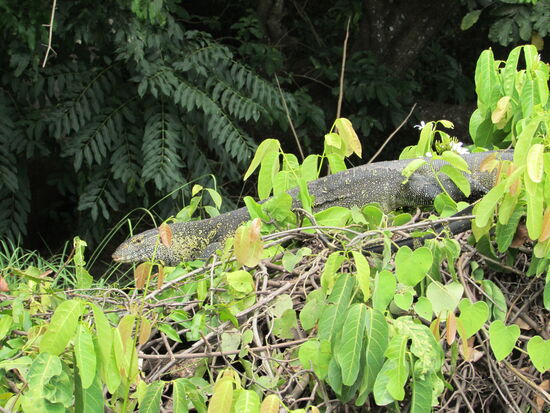 Hier entdeckt er ein Reptil, das ich sonst niemals gesehen hätte.