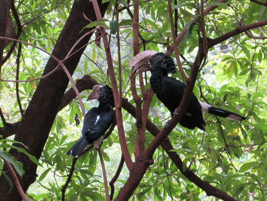Kaum sind wir im ewigen grün des Parks eingefahren, werden wir von den Hornvögeln begrüßt.