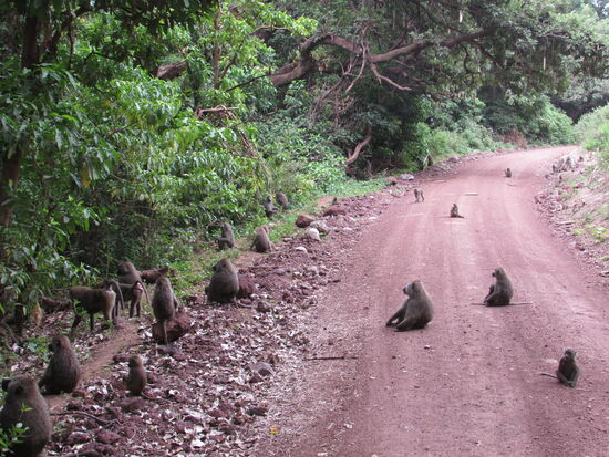 Wenig später läuft uns eine ganze Bamboo Familie über den Weg.