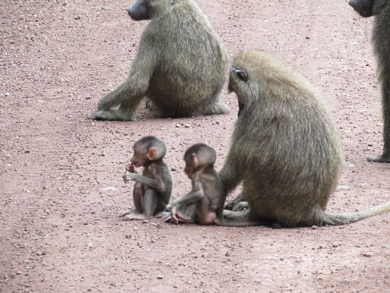 Wie süß, zwei Babys sind auch dabei  