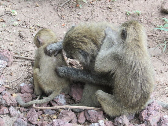 Es macht unendlich viel Spaß diese Tiere zu beobachten.