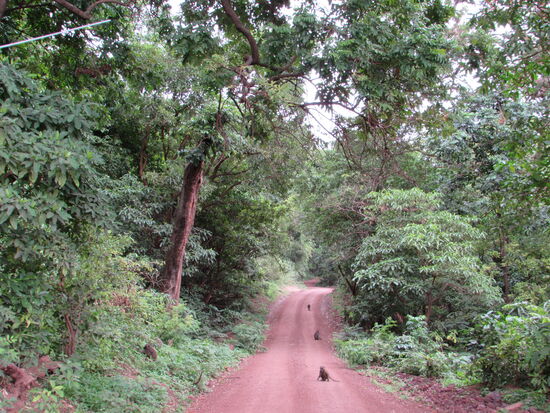 Es fühlt sich so an,  als wäre man im tiefsten Dschungel. Das dichte Blätterwerk macht es natürlich auch schwer, die Tiere zu entdecken.