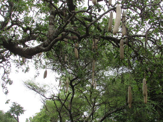 Blick in einen Brotbaum