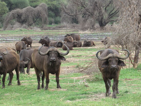 Büffel direkt am See