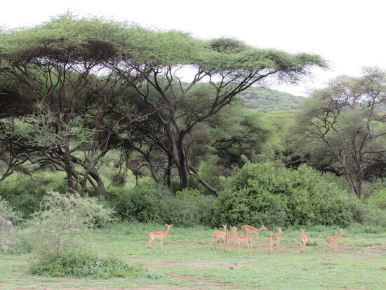 Auf einer Lichtung sehen wir eine ganz Gruppe Gazellen.