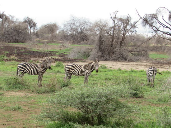 Mit den Gazellen sind auch ein paar Zebras unterwegs.
