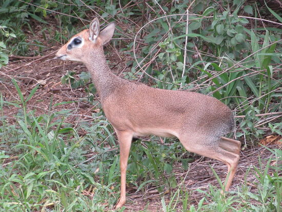 Direkt am Weg zeigt sich ein Dic Dic - ganz grazile Tiere.