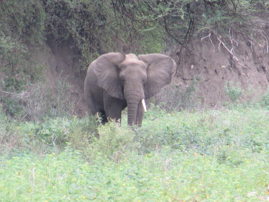 Weit weg, sehen wir einen einzelnen Elefanten und sind begeistert.