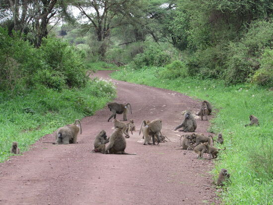 Die Bamboos bringen uns immer wieder dazu anzuhalten und sie zu beobachten. 