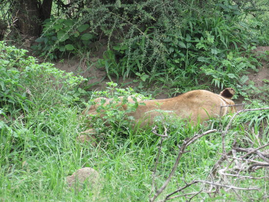 Die Spannung steigt, eine Löwin die gerade ein Nickerchen macht.