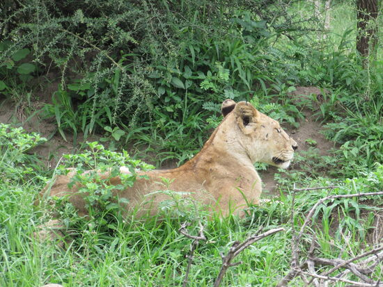 Unser Warten wird belohnt - für einen kurzen Moment zeigt sie sich 