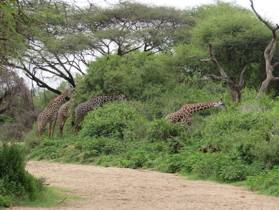 Wie schön, das wir auch Giraffen zu Gesicht bekommen. Ich liebe diese Tiere.