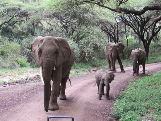 Auf dem Weg zurück, werden wir reich beschenkt - diese Elefanten kommen absolut friedlich direkt auf uns zu.