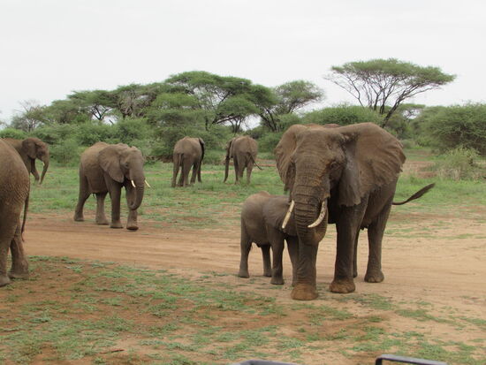 Wenig später trauen wir unseren Augen kaum - eine riesige Gruppe von Elefanten - wie schön!