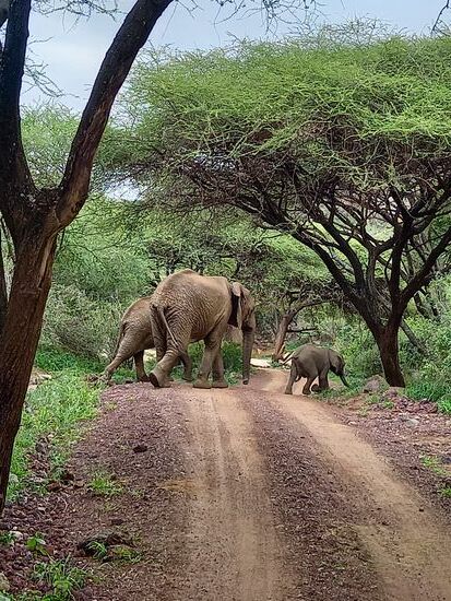 Dann verschwinden sie auch schon wieder im Dickicht.