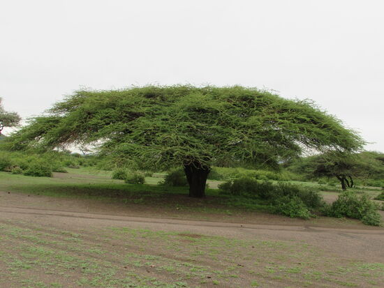 Eine wunderschöne, riesige Schirmakazie.