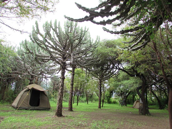 Auf einem Campingplatz haben wir die Nacht unter Kakteen Bäumen in Zelten verbracht.