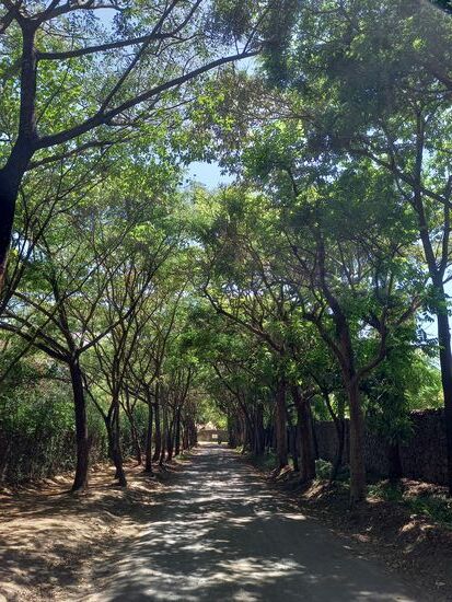 Am Ende der Allee liegt die Hotel Anlage River Trees.