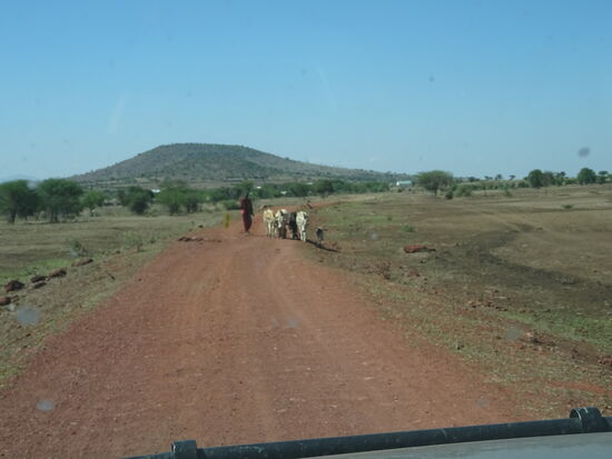 Das Massai Gebiet ist vollkommen trocken und so sehen wir am Wegesrand auch bereits verendete Tiere 
