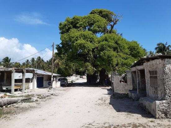 Ein riesiger alter Baum bietet Schatten und ist Treffpunkt der Einheimischen.
