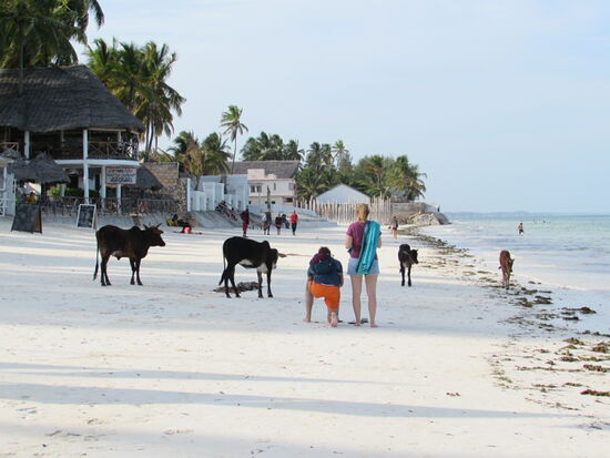 Jambiani ist sehr dörflich und so gehören auch Kühe zum Strandleben dazu.