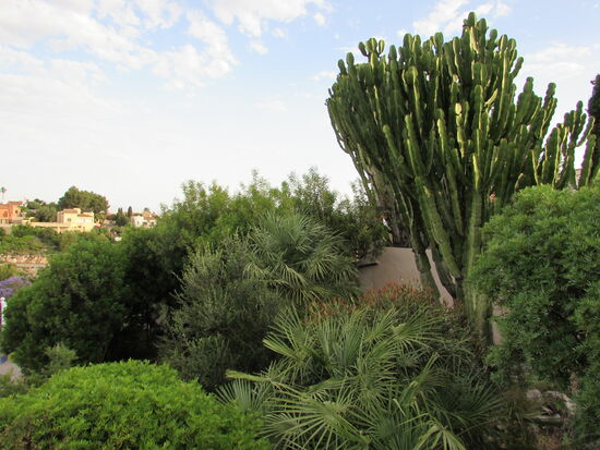 Im Garten finden sich u.a. Palmen, Kakteen, Lavendel, Bougainvillea und ein bisschen Gemüse baut meine Freundin Annette auch an.
