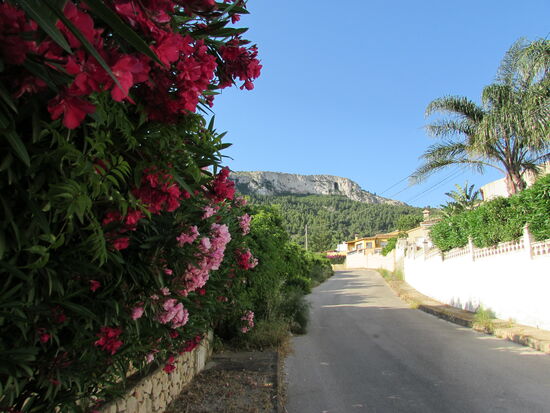 Ich spaziere entlang der schmalen Straßen ein Stück bergauf. Begleitet wird mein Weg von duftendem Oleander in den unterschiedlichsten Farben.
