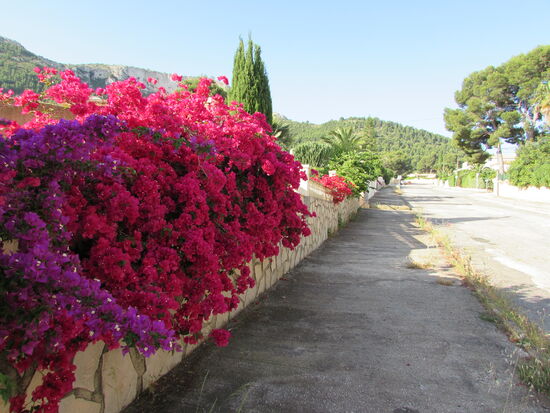 Üppig blühende Bougainville