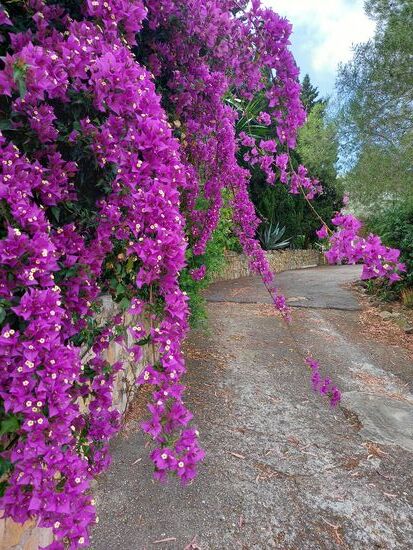 Bougainville
