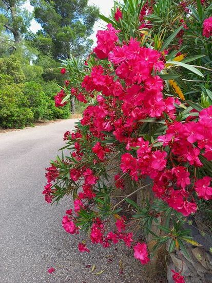 Oleander
