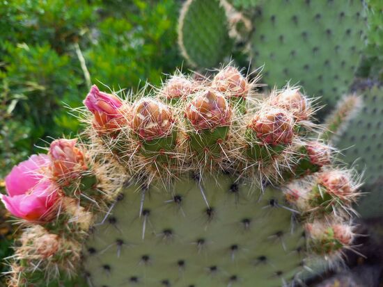 Die Kakteen zeigen sich jetzt von ihrer schönsten Seite.