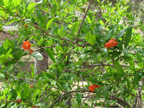 Granatapfelblüte