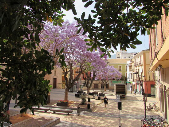 Blick vom Rathaus auf den Platz davor mit den herrlich blühenden Jacaranda Bäumen.