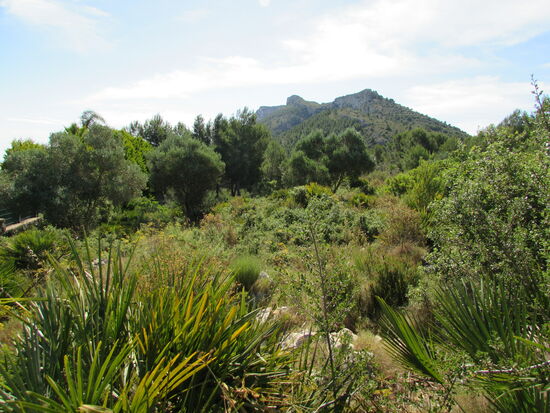 Auf geht's durch das Gebüsch