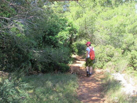 Ein kurzer Abschnitt mit Wald und Schatten