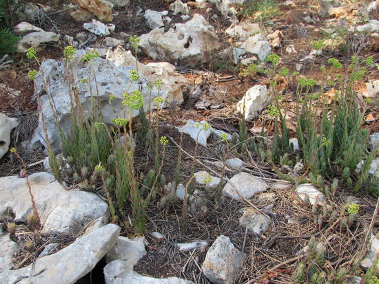 Es ist erstaunlich, was auf diesem trockenen und steinigen Boden alles wächst und blüht.