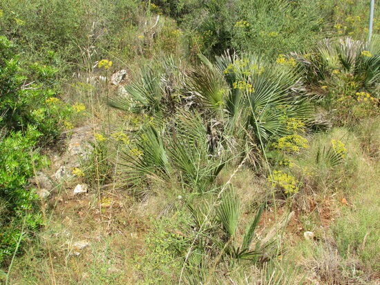 Noch ein paar Fotos von den wilden Kräutern. 
Hier blüht der wilde Fenchel.