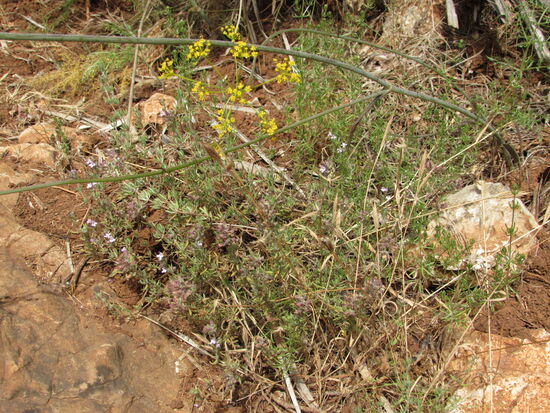 Fenchel,  Lavendel und Thymian