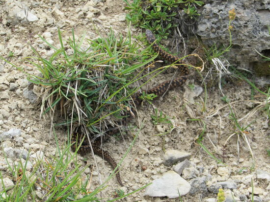 Am Wegesrand sichten wir eine Baby- Kreuzotter - die sind giftig. Doch als sie uns bemerkt, macht sie sich auf und davon.