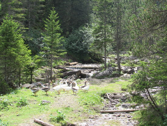 Die Gänse behalten uns im Auge.