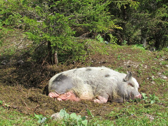 Kleines Schläfchen in der Sonne  