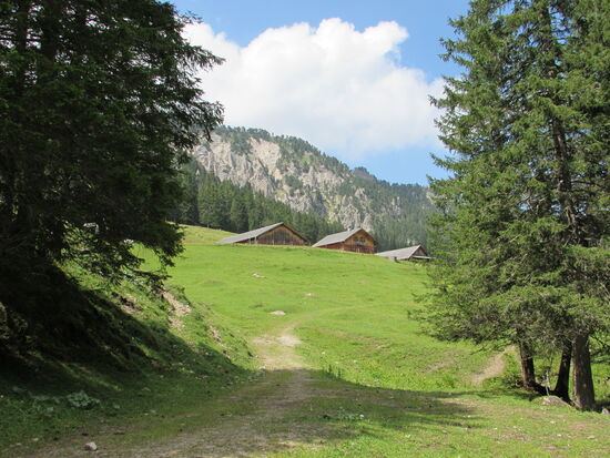 Hier oben sehen wir viele Zugänge zu den Bauten der Murmeltiere.