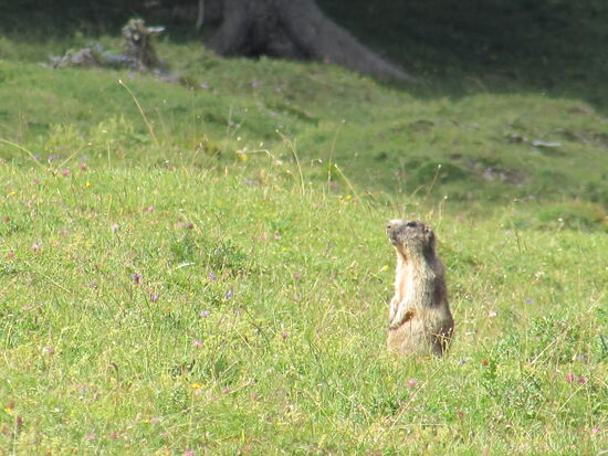 Dann zeigt sich sogar eines 
