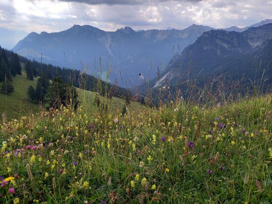 Auf den Wiesen blühen unzählige Kräuter und Blumen.