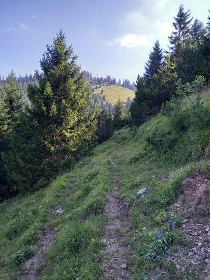 Auf dem Trampelpfad geht es weiter. Aber leider verliert sich der Weg und nach einigem kreuz und quer sind wir wieder auf dem steilen Anstieg wie gestern.